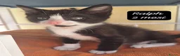 Altre razze gatti in regalo: Tanti gattini desiderosi di trovare casa  a Provincia di Bergamo - Annuncio 3