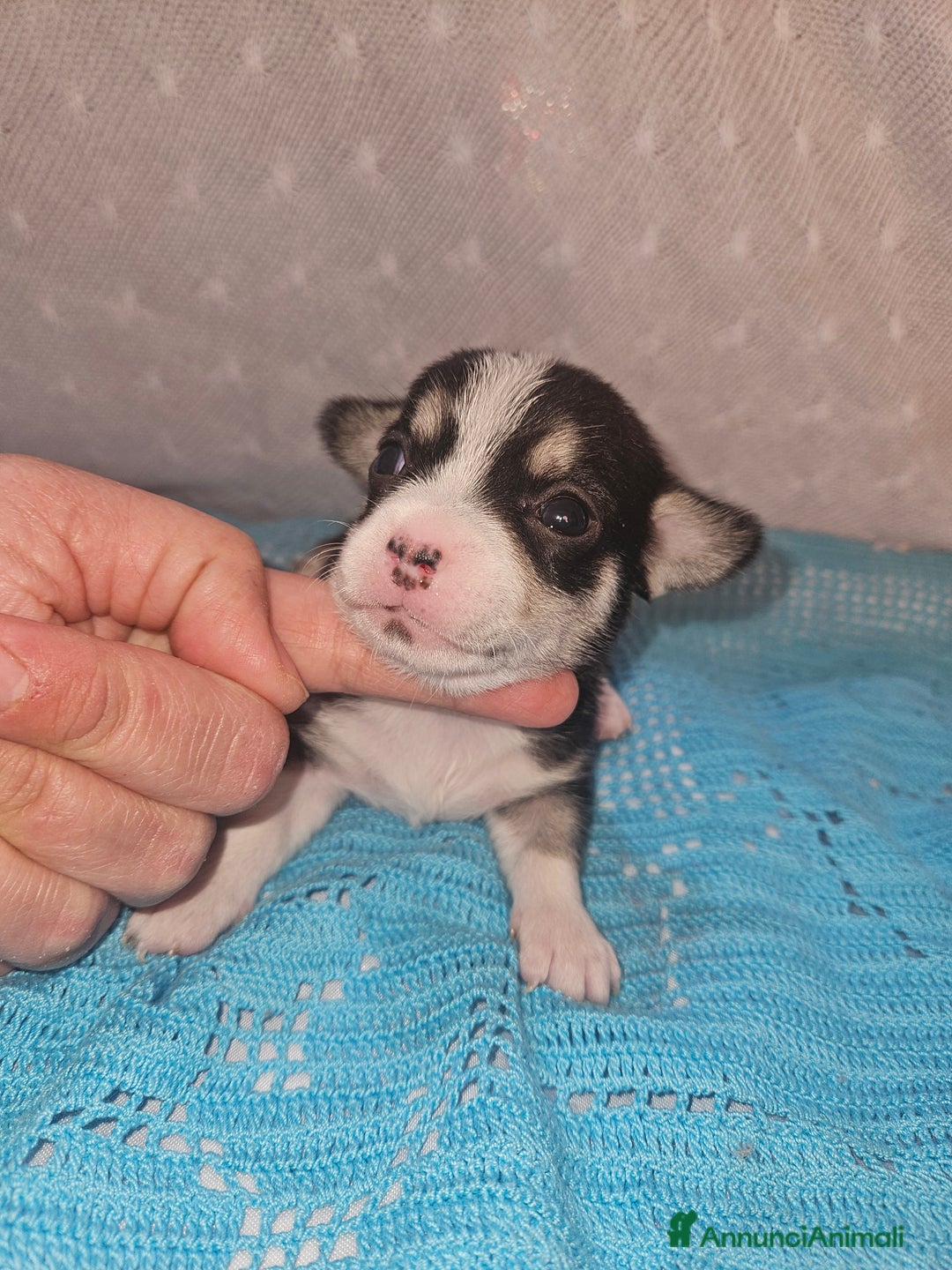 Chihuahua cani in vendita: Chihuahua nano - Annuncio 4