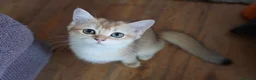 Scottish gatti in vendita: Cuccioli Scottish Straight Golden Pedigree ENFI a Città metropolitana di Milano - Annuncio 4