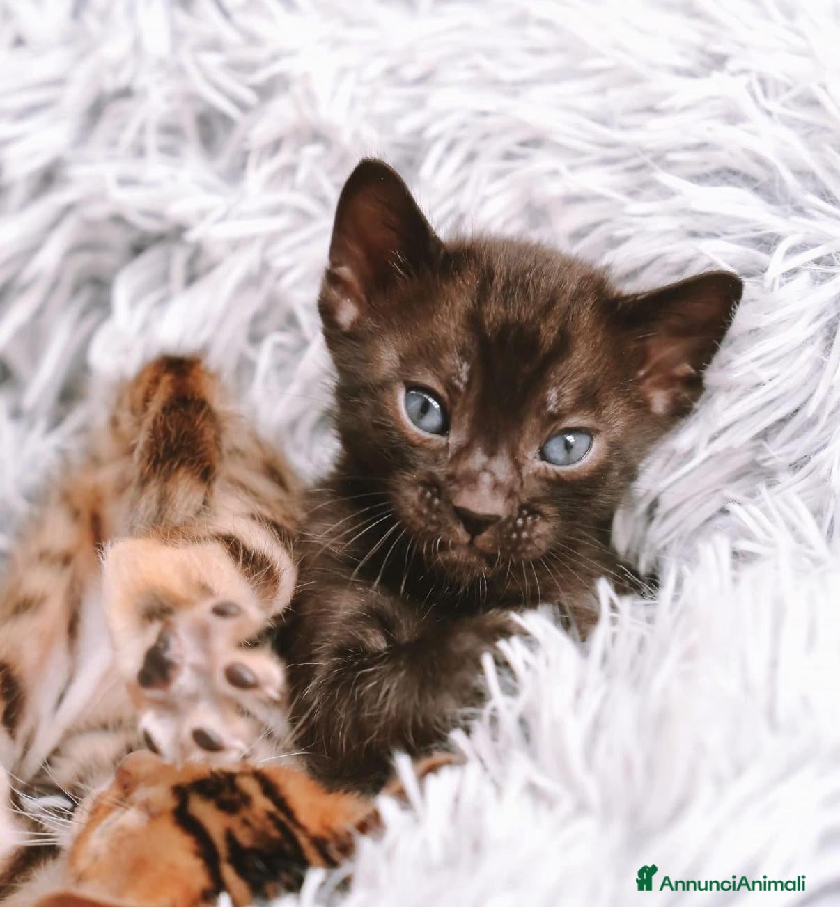 Bengala gatti Bellissimi cuccioli di bengala  - Annuncio 7