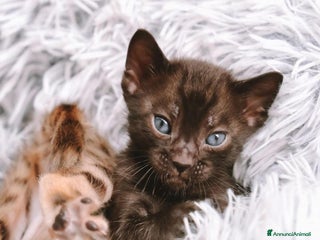 Bengala gatti Cuccioli di bengala - Annuncio 5