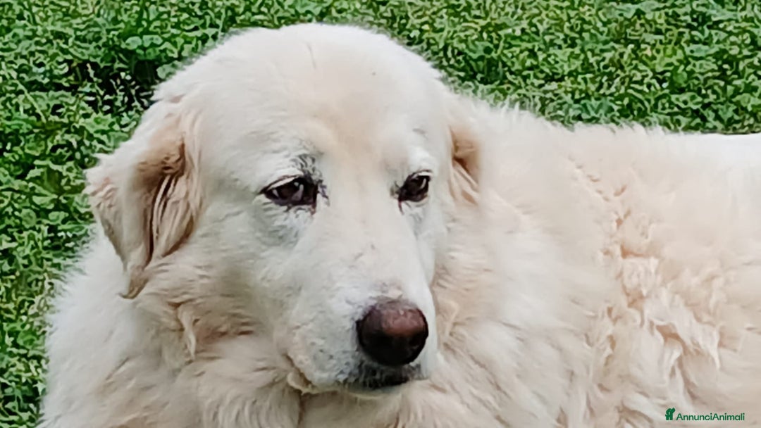 Meticcio cani in regalo: CAMILLA HA BISOGNO DI TE - Annuncio 4