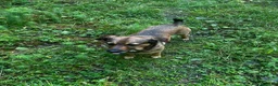 Meticcio cani in regalo: Lola: socievole, equilibrata, affettuosa  - Annuncio 5