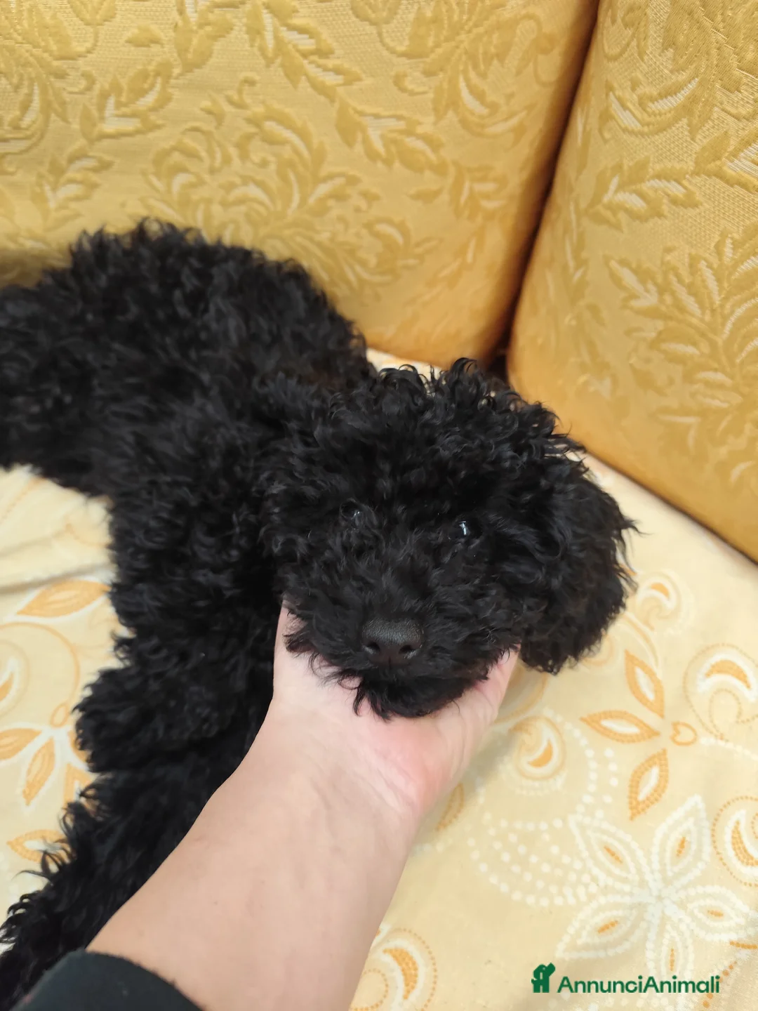 Barboncino Toy cani in vendita: Vendita barboncino  - Annuncio 1