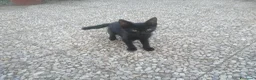 Meticcio gatti in regalo: Tre gattini - Annuncio 6