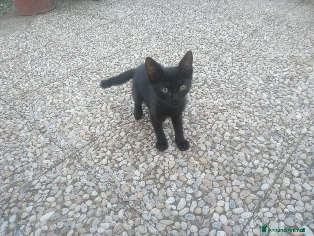 Meticcio gatti in regalo: Tre gattini - Annuncio 6