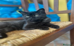 Scottish gatti in vendita: Scottish straight a Provincia di Mantova - Immagine 4