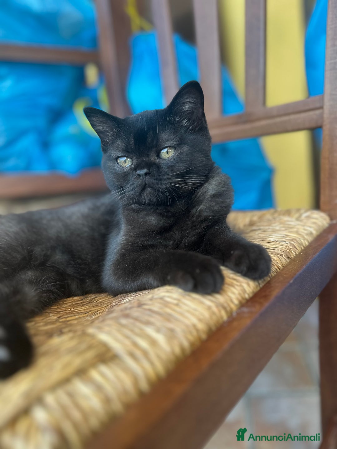 Scottish gatti in vendita: Scottish straight a Provincia di Mantova - Immagine 4