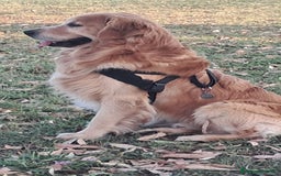 Golden Retriever cani per accoppiamento: Golden retriever maschio per accoppiamento  a Città metropolitana di Roma Capitale - Immagine 3