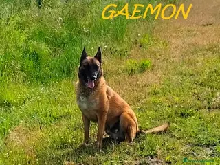 Pastore Belga cani GAEMON past. Malinois bello come il sole - Annuncio 1