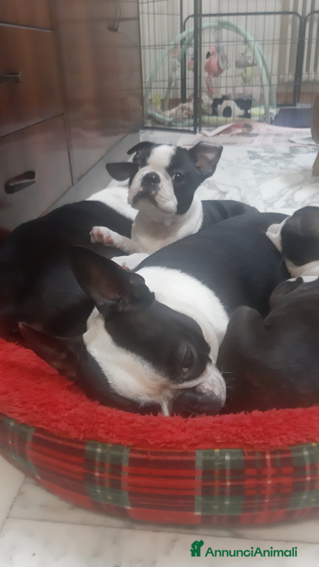 Boston Terrier cani in vendita: Cucciolo di Boston terrier con pedigree ENCI/FCI  - Annuncio 3