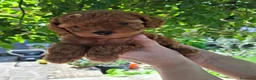 Barboncino Toy cani in vendita: Barboncini toy  - Annuncio 2