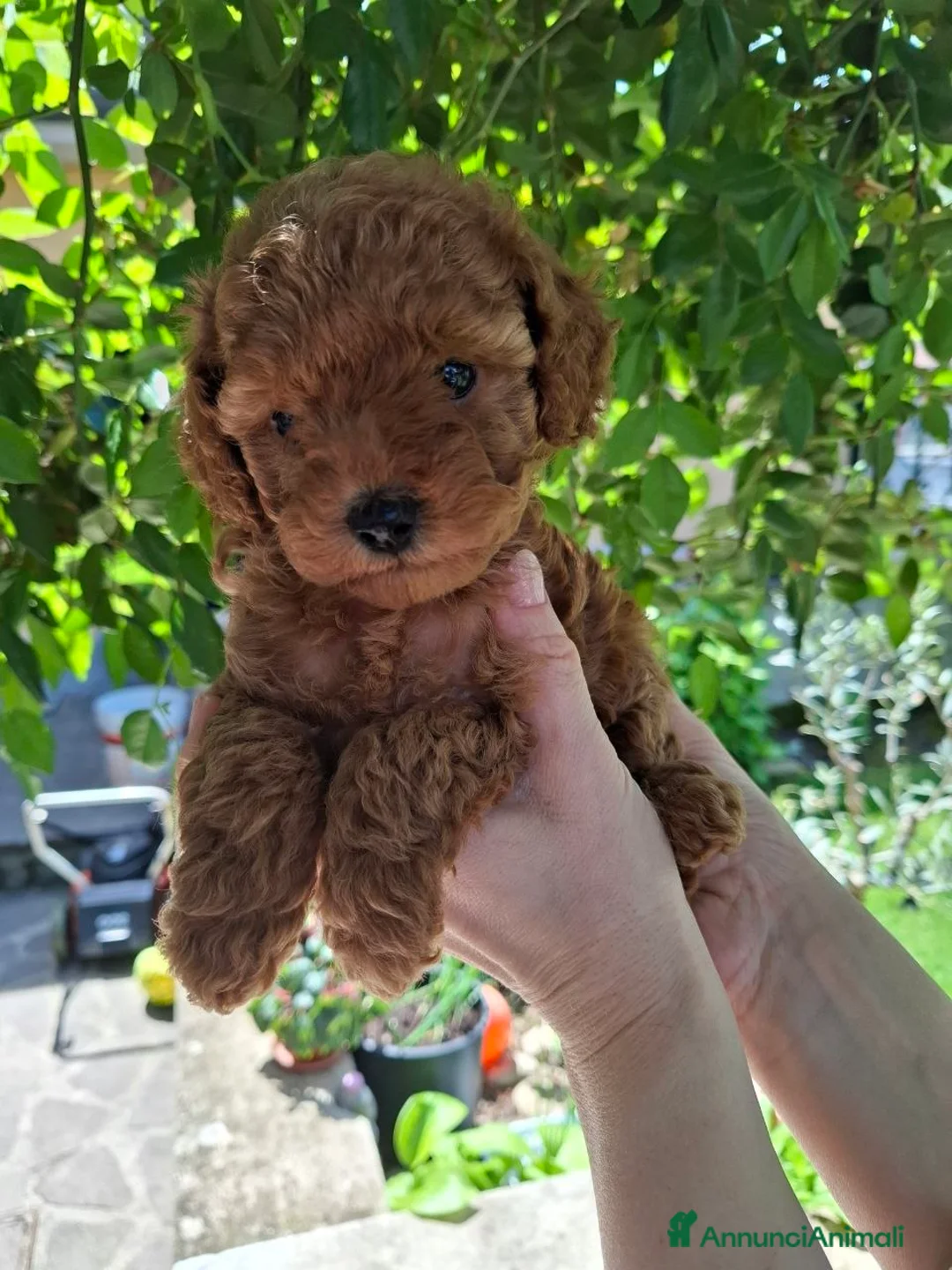 Barboncino Toy cani in vendita: Barboncini toy  - Annuncio 2