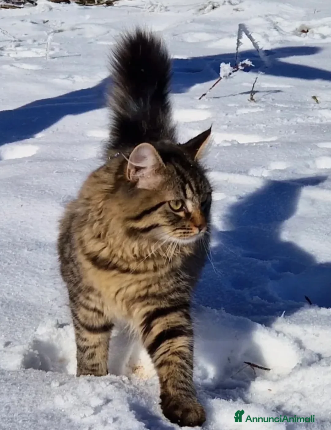 Immagine della galleria {{count}}