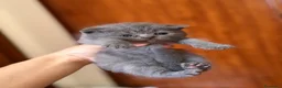 Scottish gatti in vendita: Cuccioli Scottish Fold e Straight - Annuncio 5