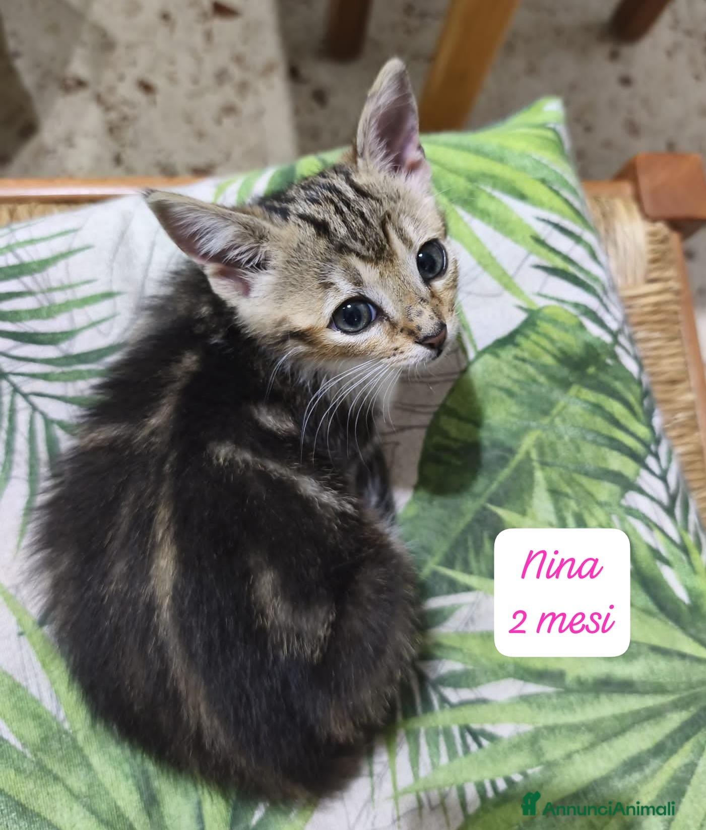 Altre razze gatti in regalo: Urgenti famiglie cercasi per questi gattini - Annuncio 4