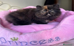 Persiano gatti in vendita: Cucciola di persiano puro Tortie  a Metropolitan City of Rome Capital - Immagine 1