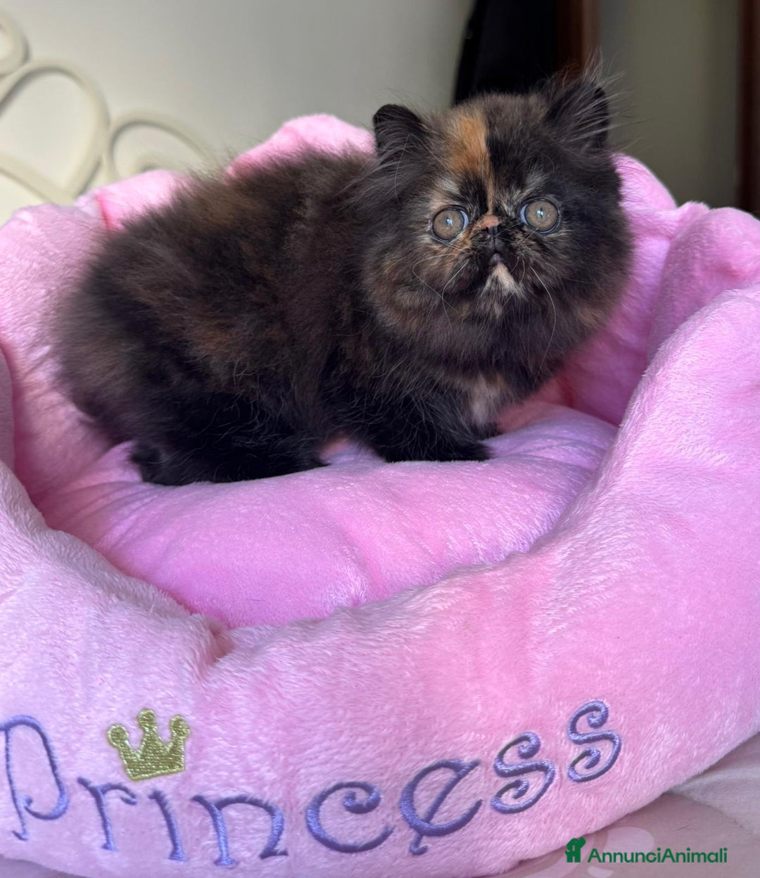 Persiano gatti in vendita: Cucciola di persiano puro Tortie  a Metropolitan City of Rome Capital - Immagine 1