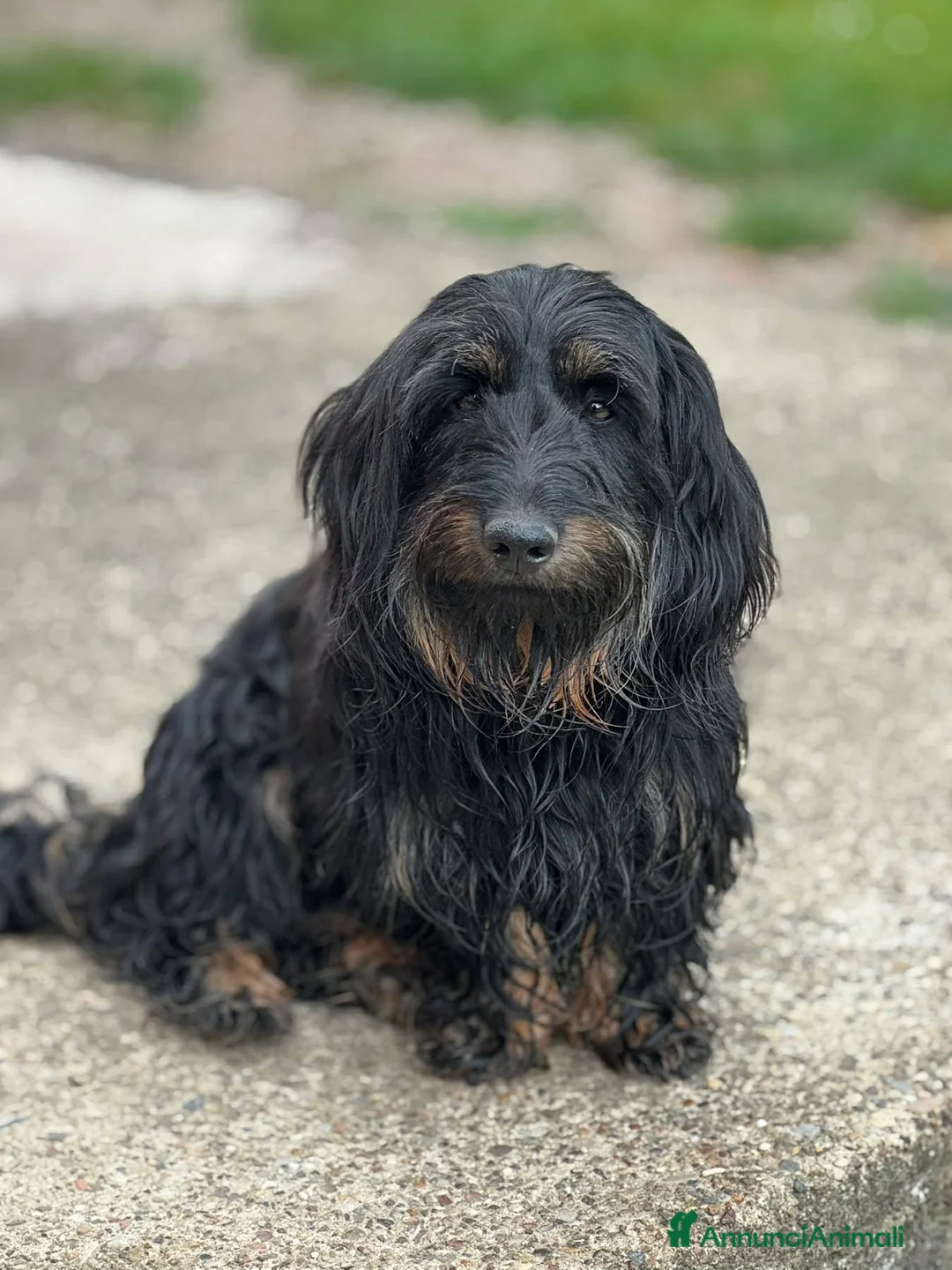 Meticcio cani in regalo: DANO, scricciolino tenerissimo! TG PICCOLA - Annuncio 2