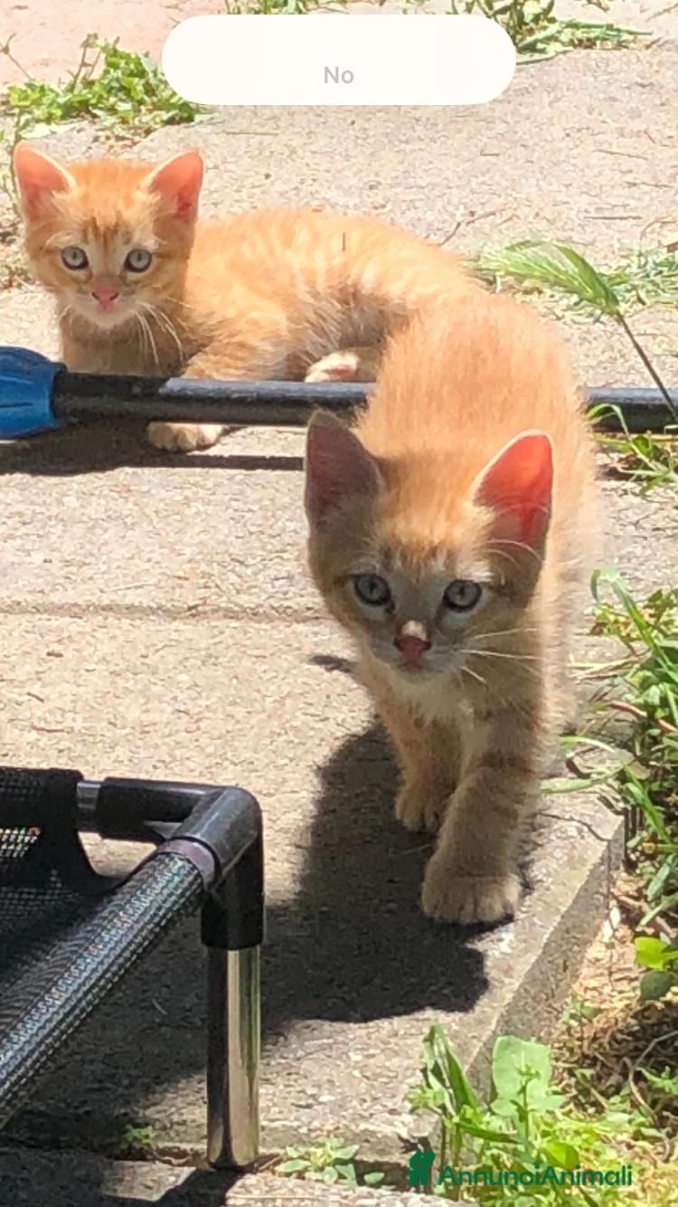 Meticcio gatti Gattini rossi (ginger) Cercano Casa - Annuncio 3