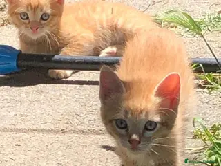 Meticcio gatti Gattini rossi (ginger) Cercano Casa - Annuncio 3