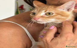 Europeo gatti in regalo: MIELE, di nome e di fatto 3/4 mesi - Immagine 6