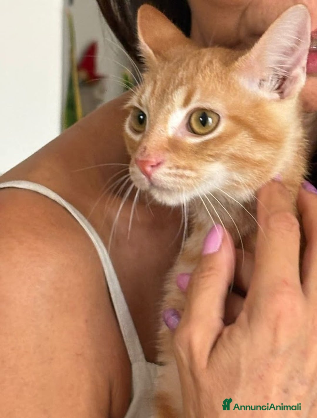 Europeo gatti in regalo: MIELE, di nome e di fatto 3/4 mesi - Annuncio 6