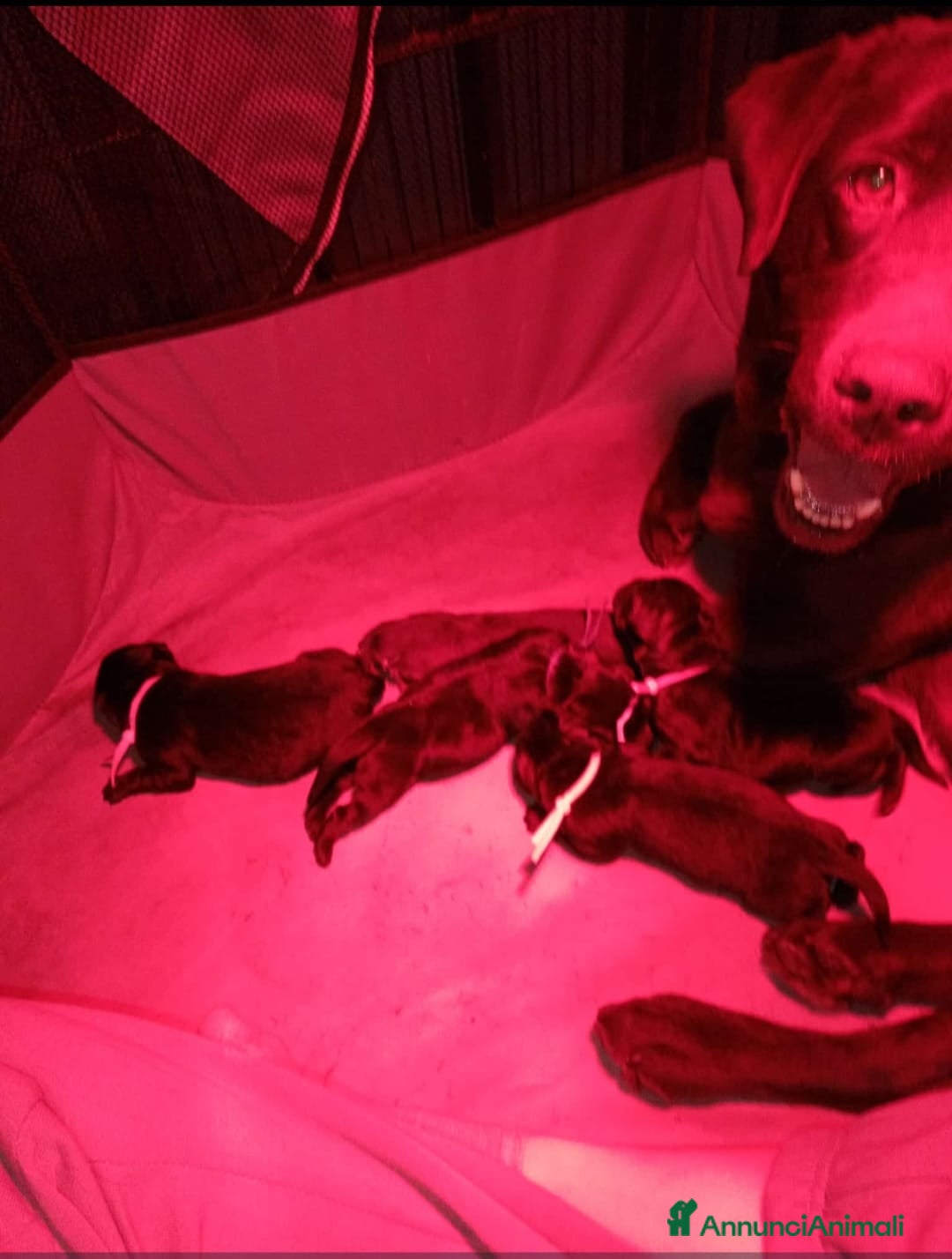 Labrador cani Cucciolo labrador Retriever nero - Annuncio 2