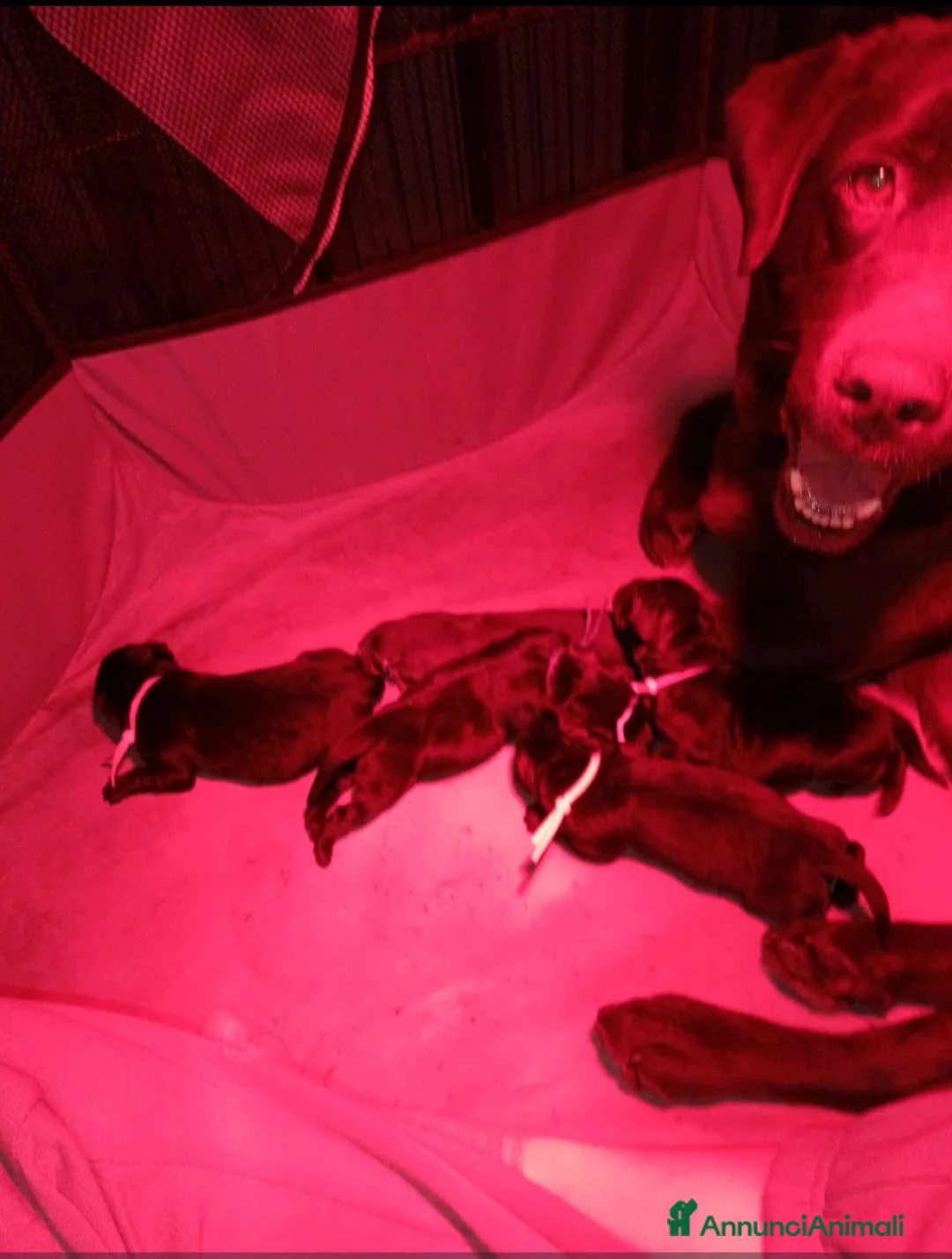 Labrador cani in vendita: Cucciolo labrador Retriever nero - Annuncio 2