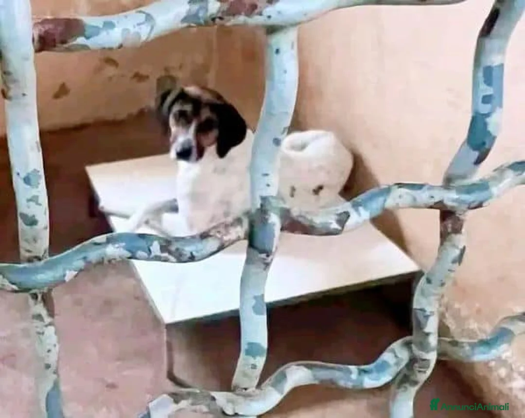 Meticcio cani in regalo: TWIST vagava in cerca di cibo a Provincia di Forlì-Cesena - Annuncio 2