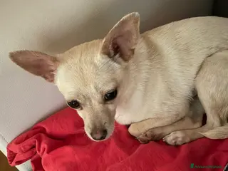 Chihuahua cani LA PICCOLA DEA - Annuncio 1