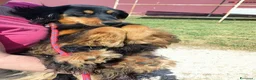 Bassotto cani in regalo: Follia, timida derivato bassotto tedesco - Annuncio 7
