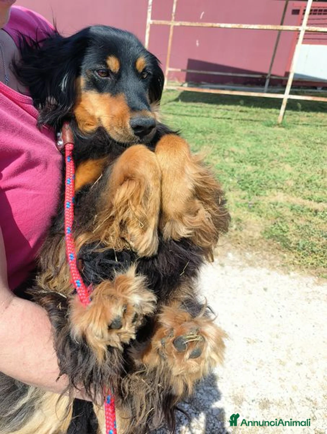 Bassotto cani in regalo: Follia, timida derivato bassotto tedesco - Annuncio 7