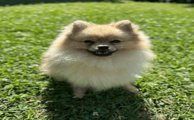 Spitz cani a Libero consorzio comunale di Trapani - Annuncio 4