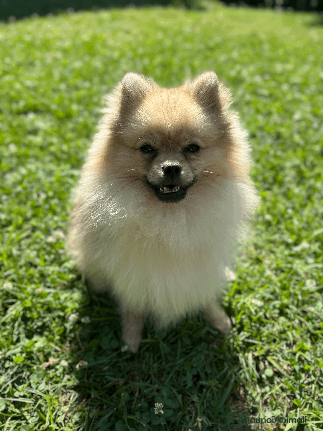 Spitz cani per accoppiamento: Spitz tedesco nano per accoppiamento con Pedigree a Libero consorzio comunale di Trapani - Immagine 1