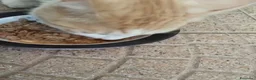 Europeo gatti in regalo: GATTE E GATTINE a Provincia di Piacenza - Annuncio 5