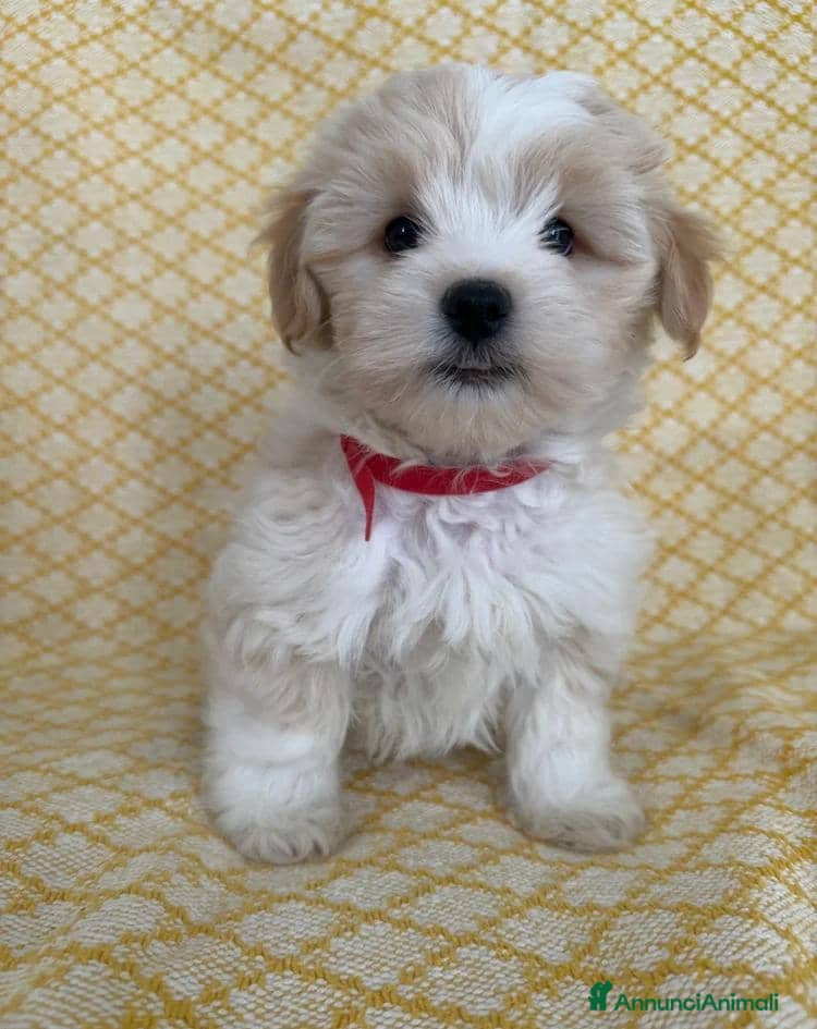 Maltipoo cani Cuccioli di Maltipoo  - Annuncio 1