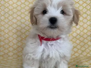 Maltipoo cani Cuccioli di Maltipoo - Annuncio 1