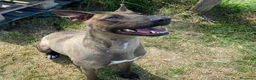 Pastore Belga cani in regalo: MALI', dolce pastore malinois - Annuncio 4