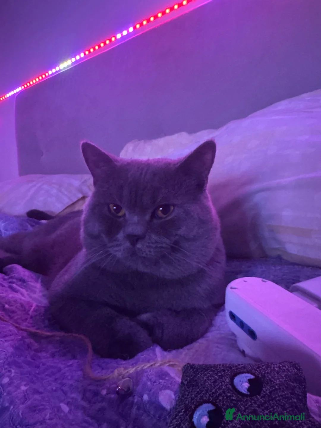 British gatti per accoppiamento: British shorthair Maschio Accopiamento a Provincia di Treviso - Annuncio 8