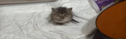 Meticcio gatti in regalo: Gattina splendida educata  - Annuncio 2