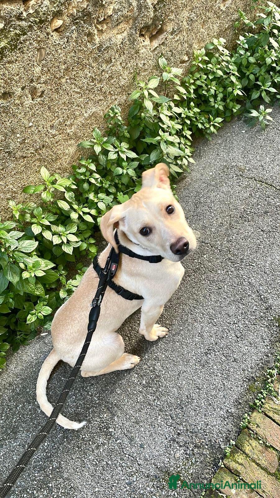 Meticcio cani in regalo: Milo  - Annuncio 7