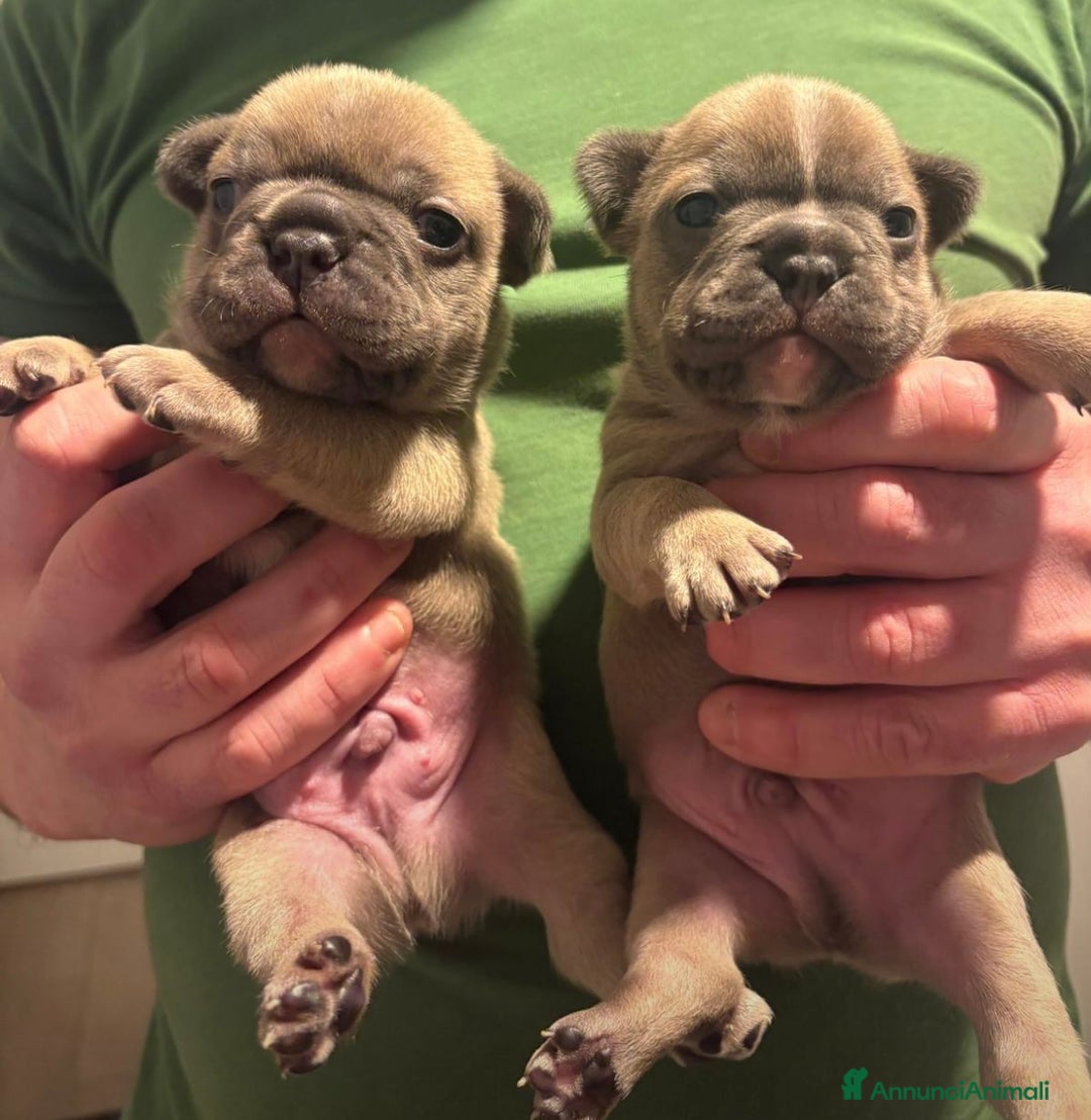 Bulldog Francese cani in vendita: Cuccioli maschi. Bulldog francese. - Annuncio 1