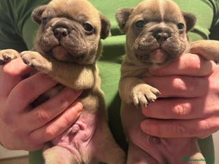 Bulldog Francese cani Cuccioli maschi. Bulldog francese. - Annuncio 1