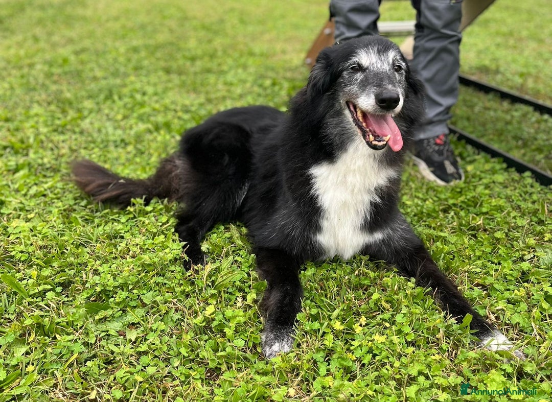 Meticcio cani in regalo: RINGO PASTORE SCOZZESE - Annuncio 7
