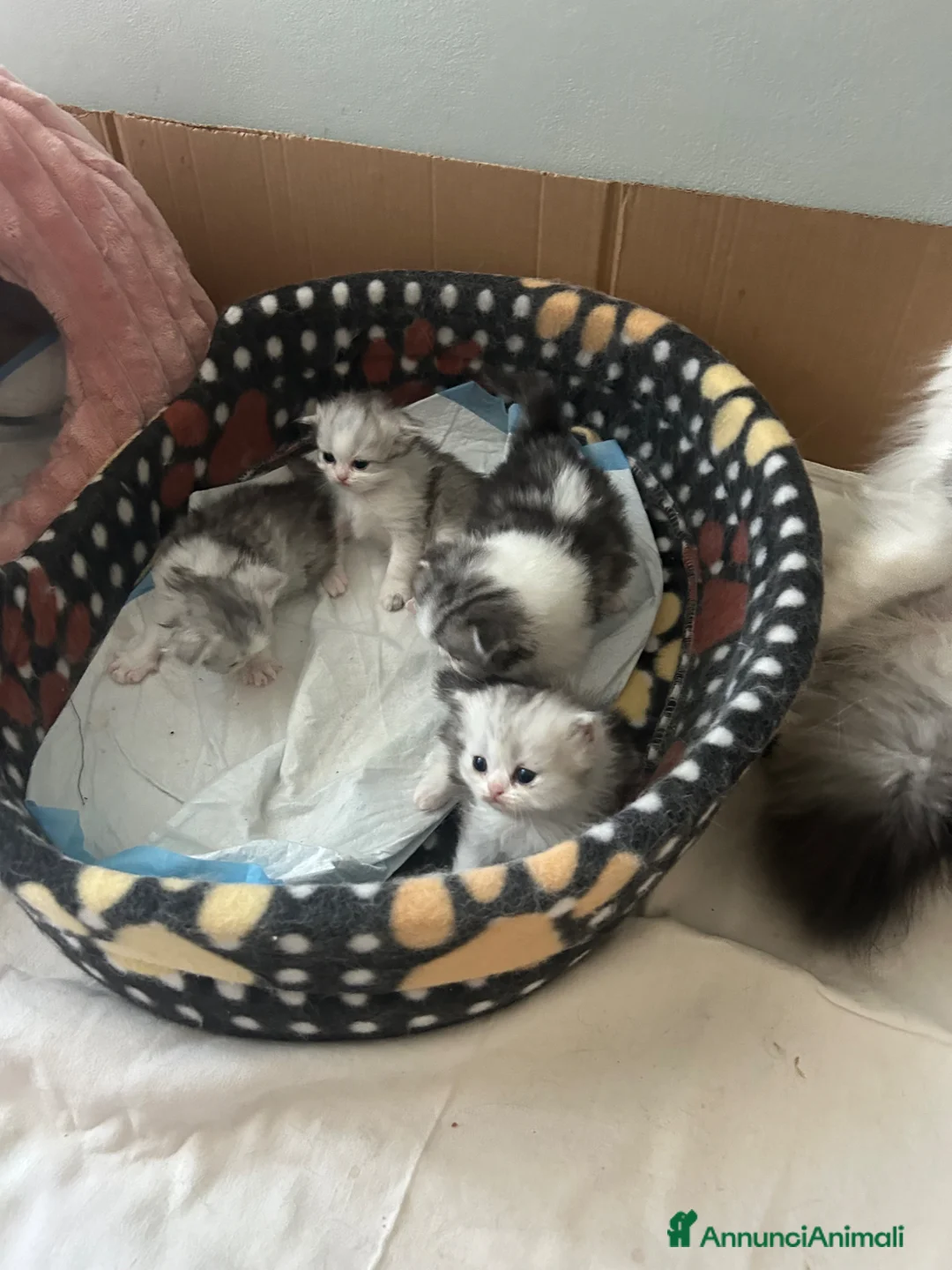 Scottish gatti in vendita: Piccoli scottish fold e straight a Città Metropolitana di Torino - Annuncio 7