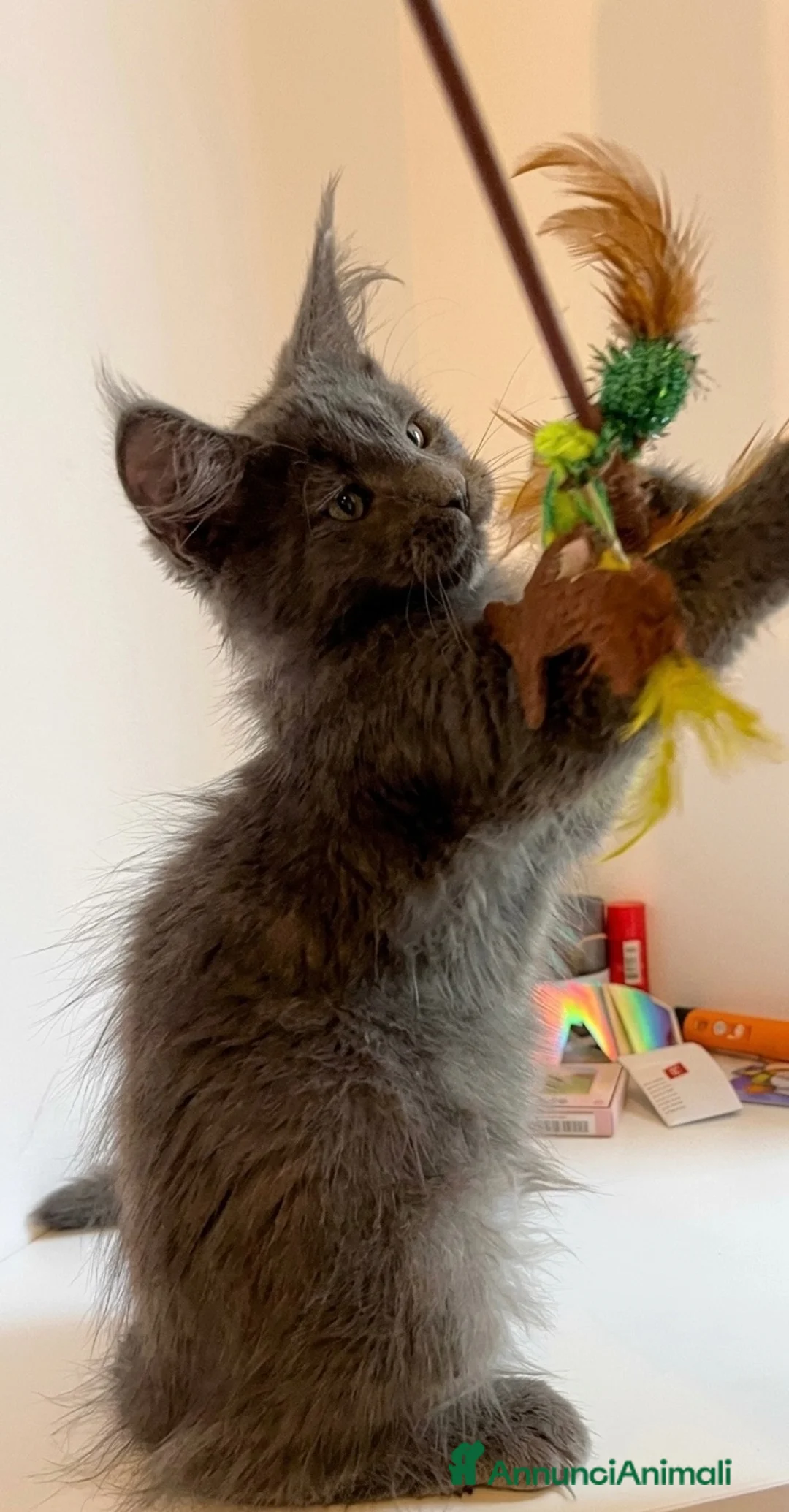 Maine Coon gatti in vendita: Cuccioli Maine coon certificati afsi  - Annuncio 5