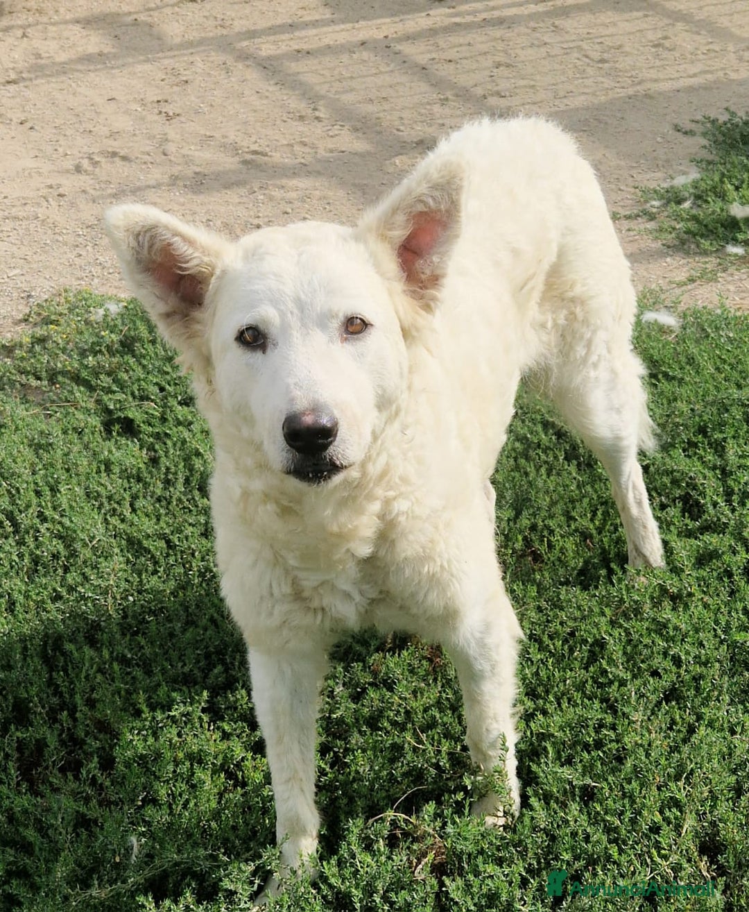 Meticcio cani in regalo: Claudia: 2 anni, taglia media, socievole  - Annuncio 5