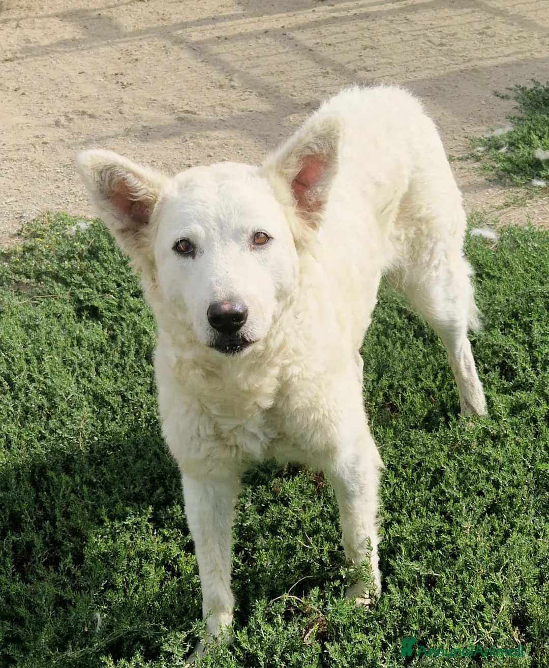 Meticcio cani in regalo: Claudia: 2 anni, taglia media, socievole  - Annuncio 7