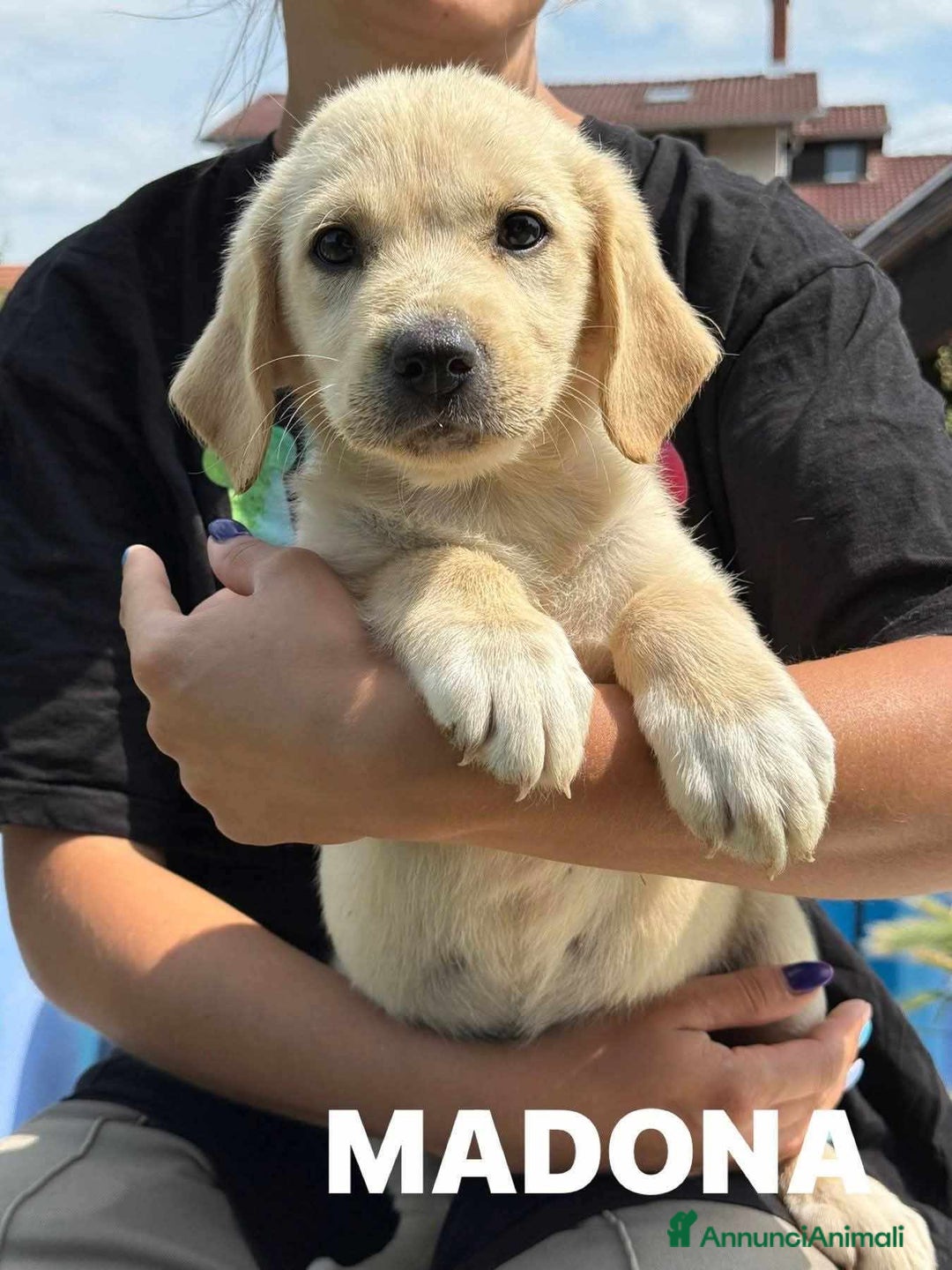 Labrador cani in regalo: Mamma LABRADOR e cuccioli di 3 MESI! - Immagine 8
